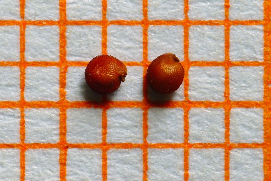 Montia fontana da precisare